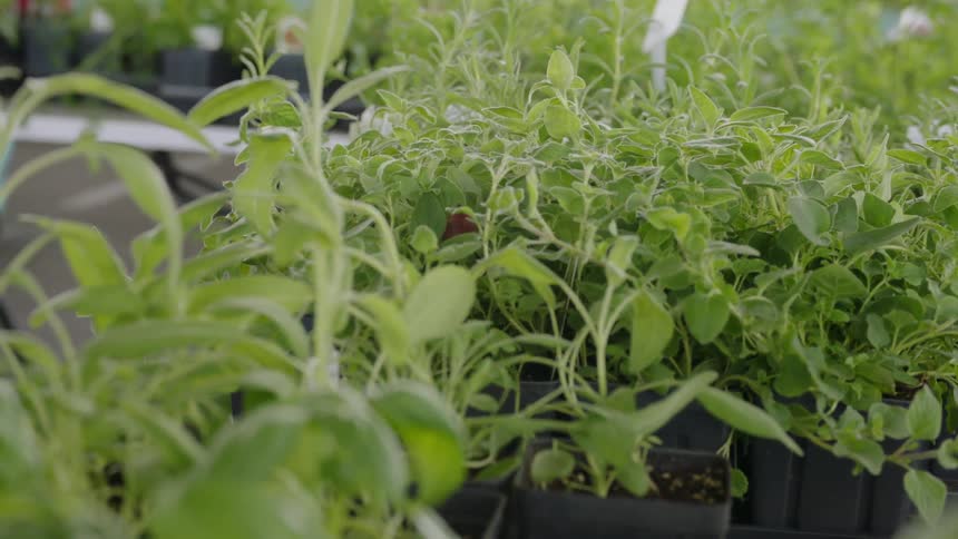 Plants sit in a nursery