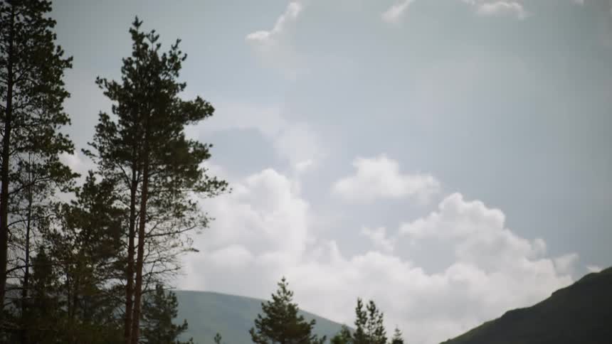 Clouds are hovering in the sky above pine trees during the day