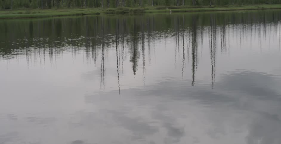 Reflection of trees in a body of water