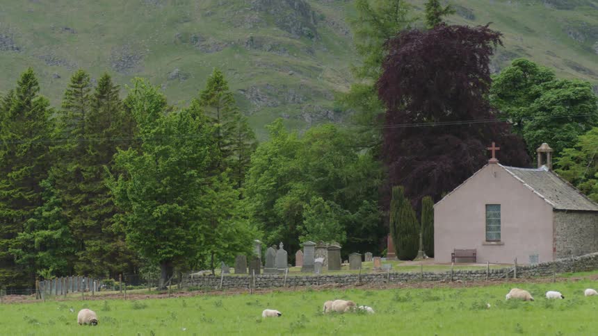 Sheep graze near a rural church and cemetery