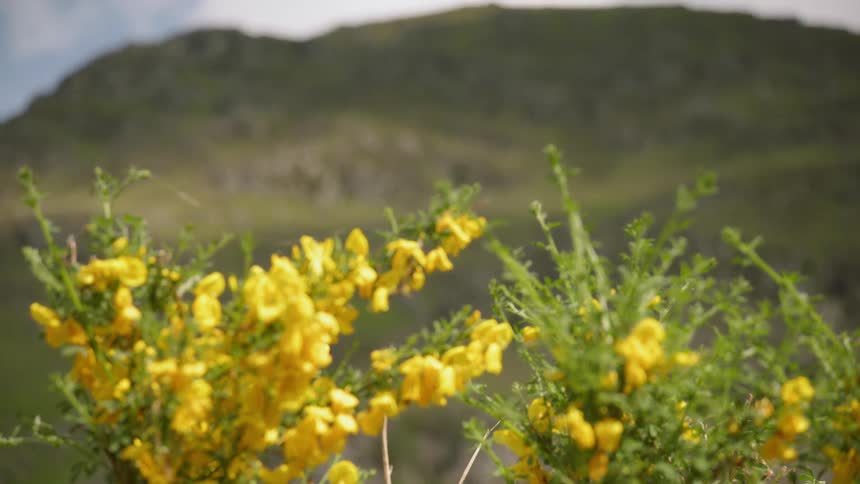 Bouquets of yellow flowers outside near hills
