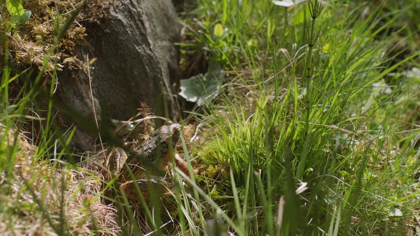 A frog in tall grass