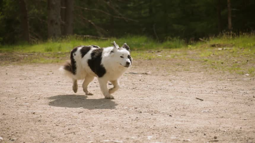 A dog walks on a dirt road on a sunny day