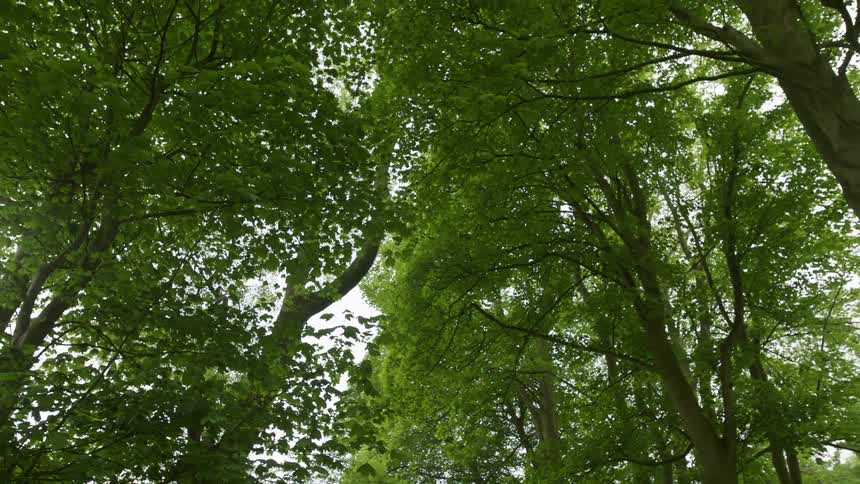 Treetops form a canopy