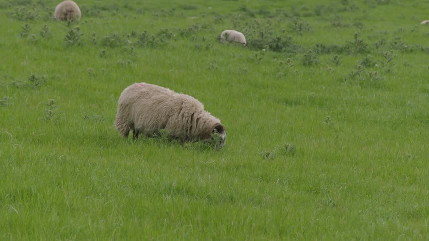 Sheep graze in a grassy field