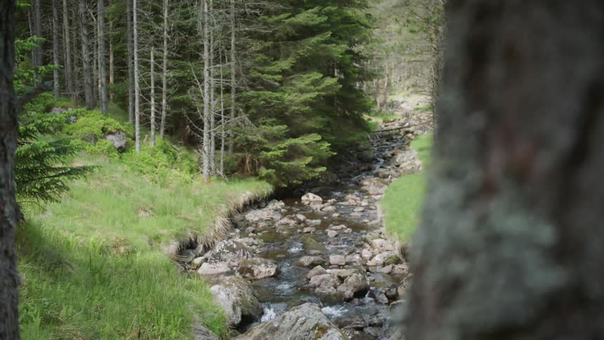 A forest stream flows over and around rocks