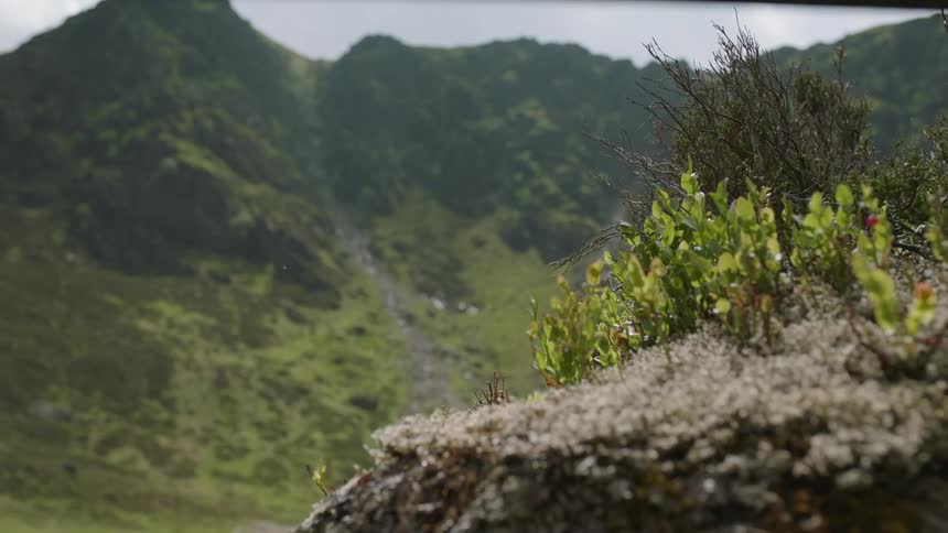 Foliage grows in mountains
