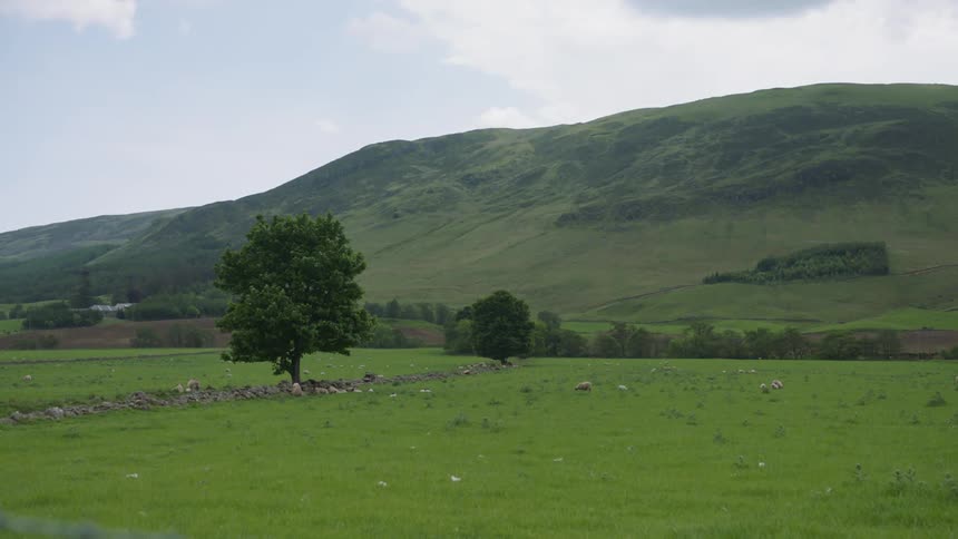 The field is green with a couple of trees and a hill in the distance