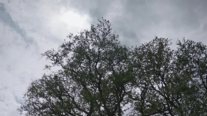 Storm clouds are gathering over treetops during the day