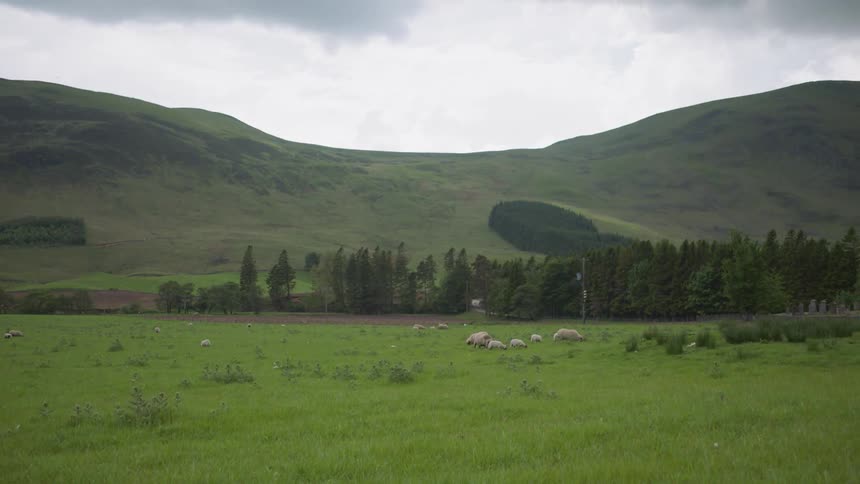 Sheep graze in a field in front of green hills