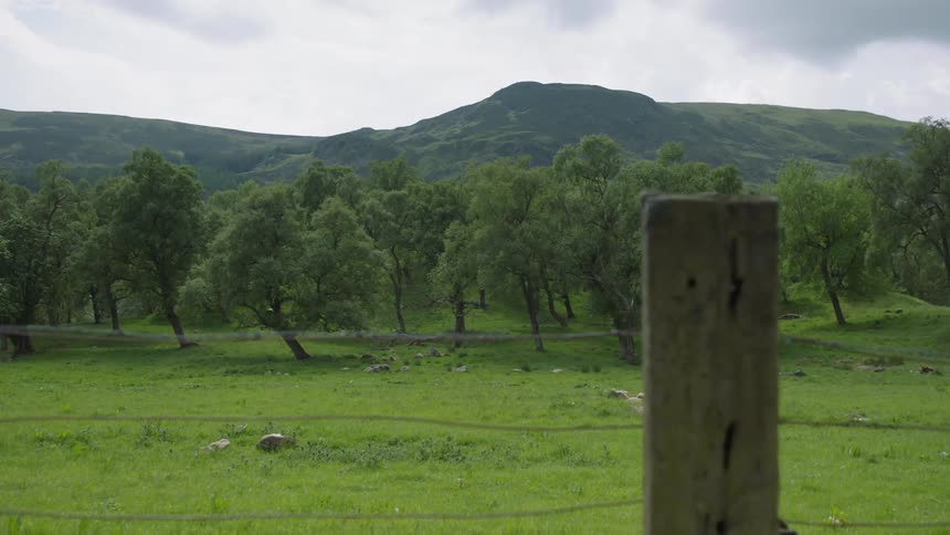 Barbwire fence lines a field with trees