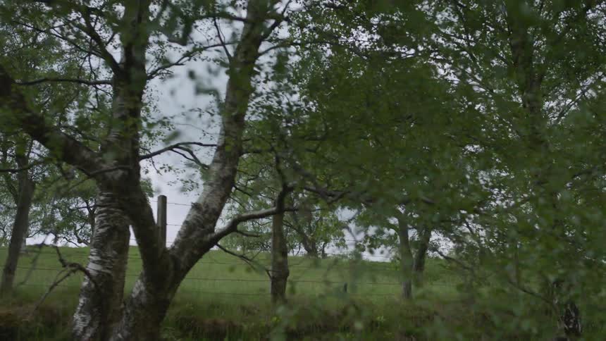 Trees grow in a rural field