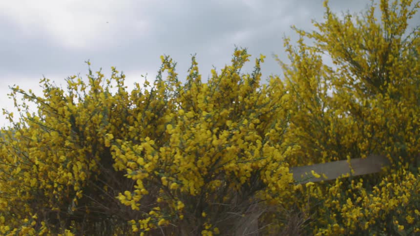 Foliage covers a mountainside on a cloudy day