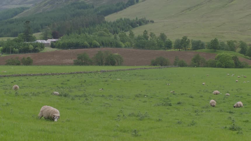 Sheep are grazing on the grass of the field