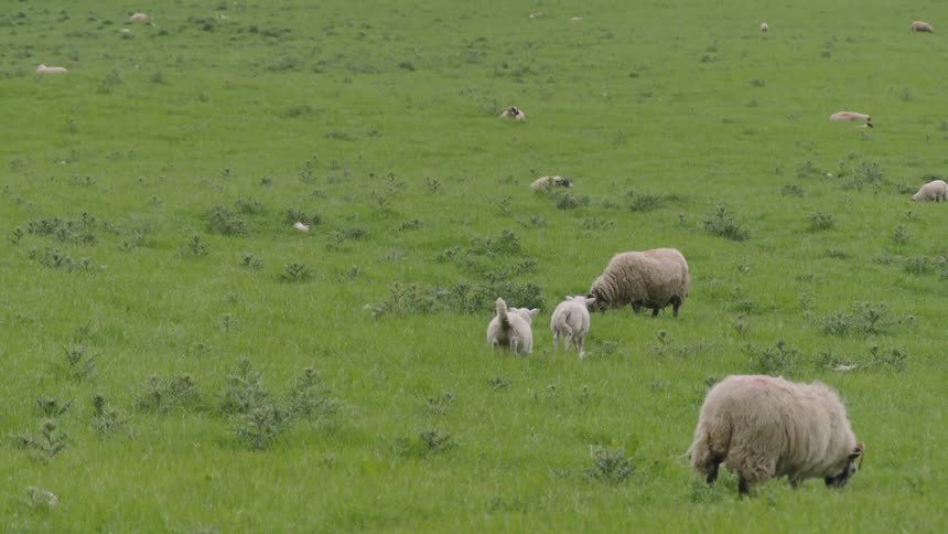 Sheep run and graze in a grassy field