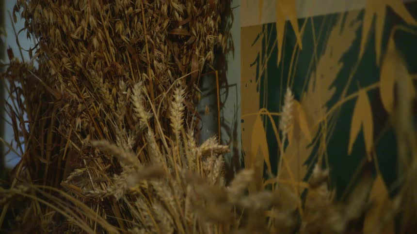 Dried wheat on a table