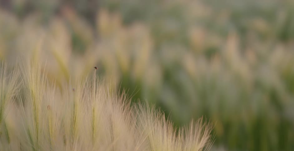 Close up of some grass blowing in the wind