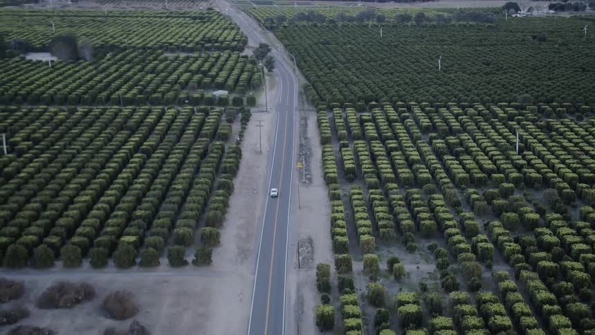 A car drives through an orchard