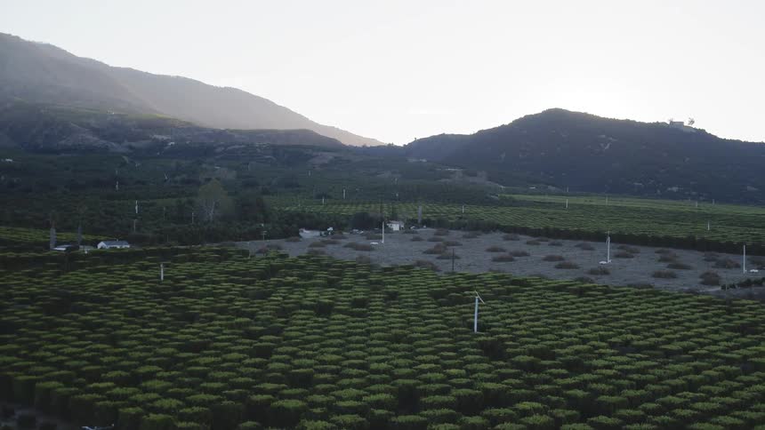 Rows of trees grow in an orchard