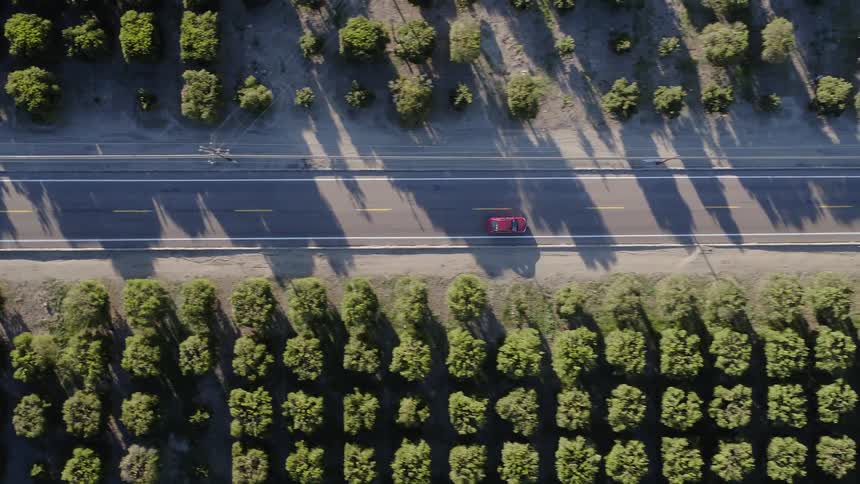 A vehicle is driving on a road past an orchard during the day