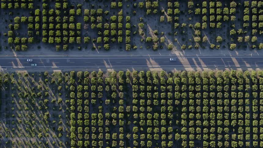 Cars drive by orchard trees