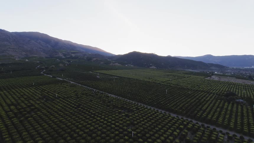 Rows of trees grow in an orchard