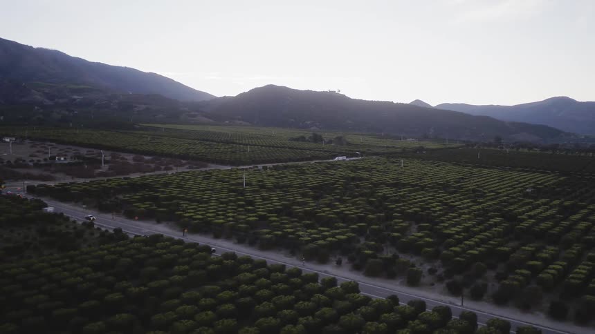 Vehicles are driving on rural roads through orchards at dusk