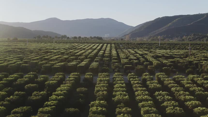 Rows of trees grow in an orchard