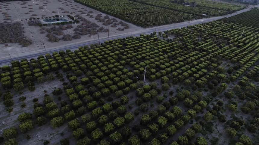 Rows of trees grow in an orchard