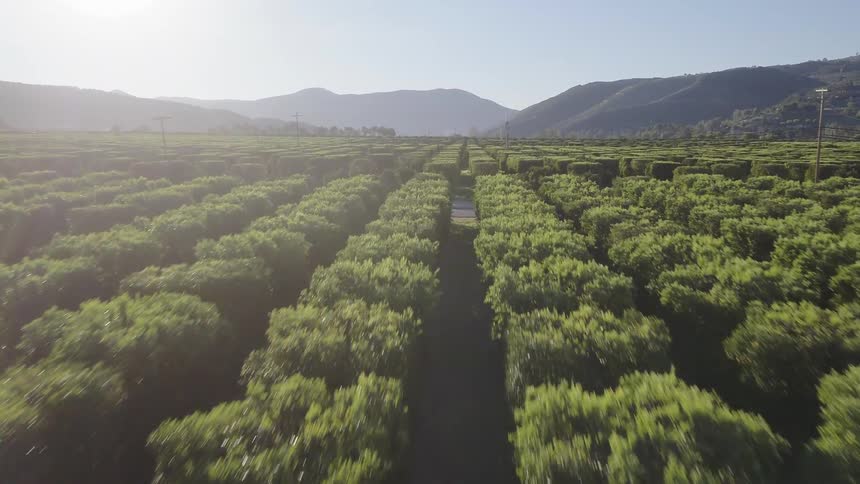Sunlight shines on rows of orchard trees