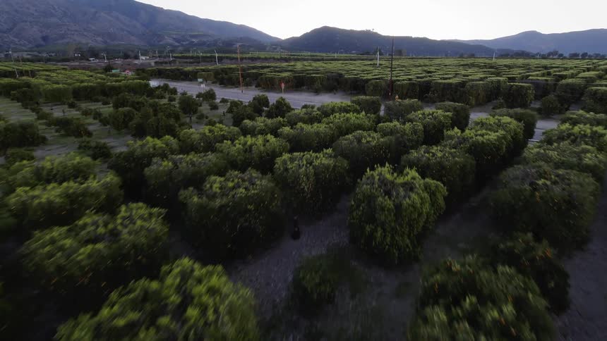Trees grow in rows on an orchard