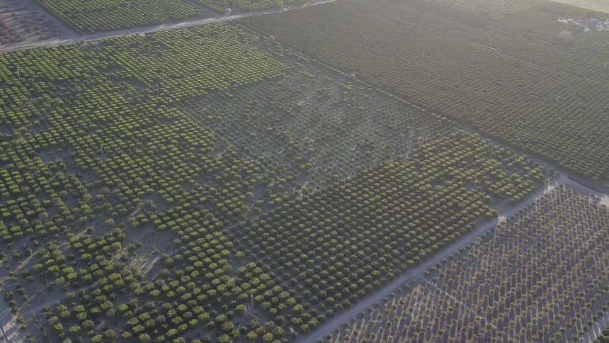 Rows of trees grow in an orchard