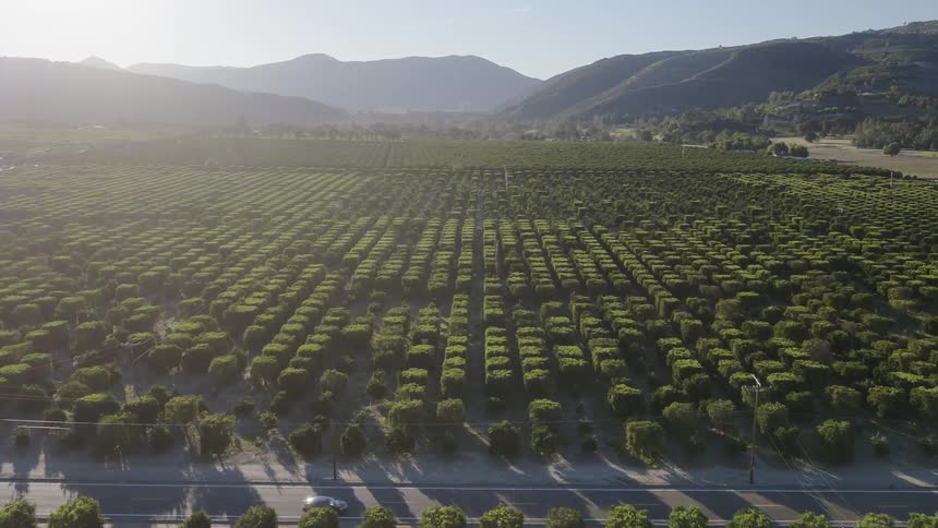 Trees grow in rows in an orchard
