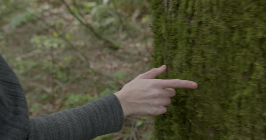 Person hiking traces finger over a tree