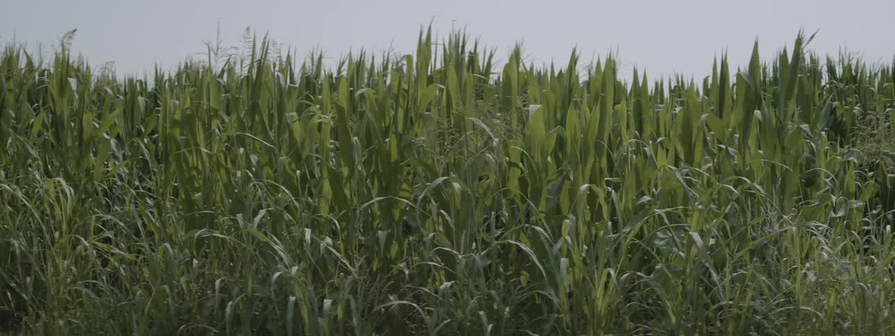 Field of corn waves in the wind