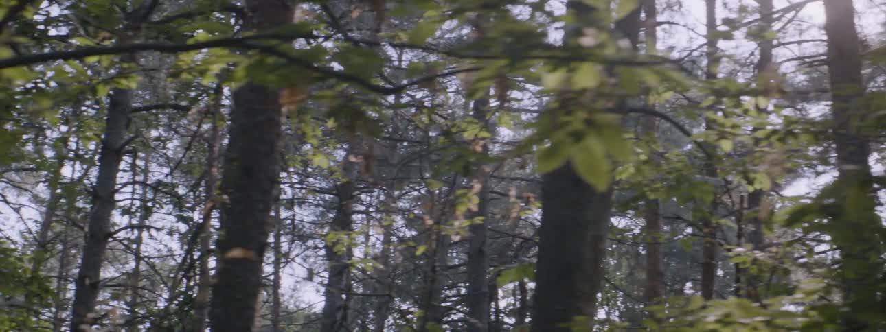 Sun shining through the trees in the woods