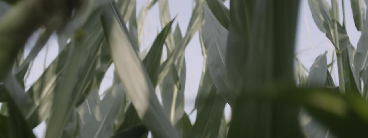 Field of corn on a sunny day