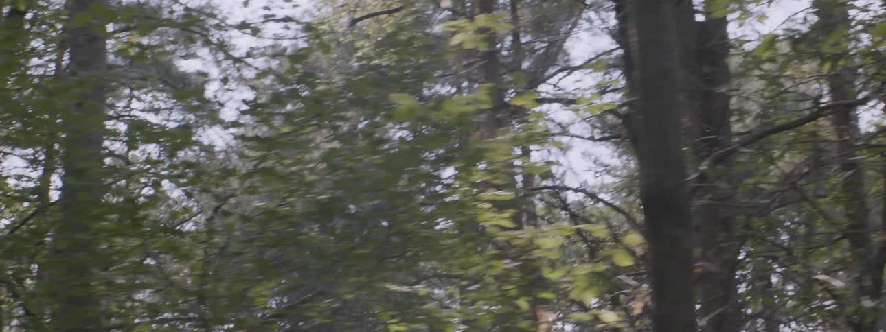 Mist floats in a forest