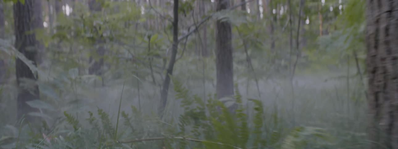 Fog floats in a forest at sunset