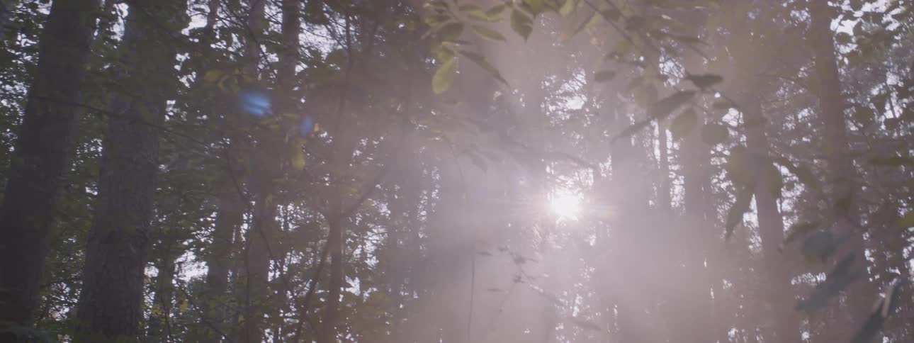 The sun is shining through forest trees on a sunny day