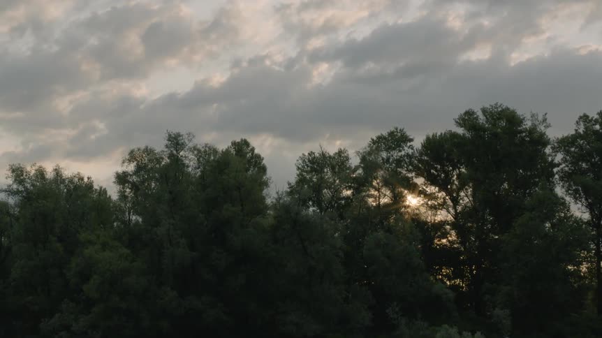 Trees against a cloudy sky near sunset