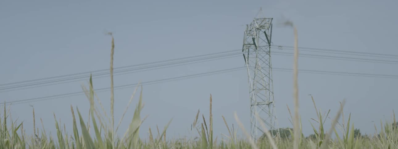 Grass swaying in the wind near a power line