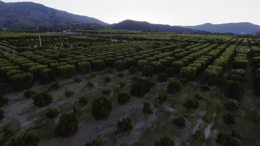 Trees grow in a rural orchard