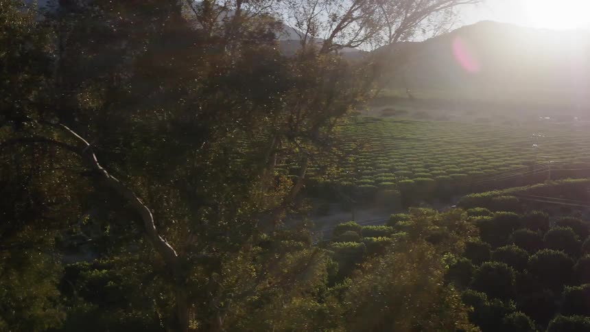 The sun is shining on an orchard during the day