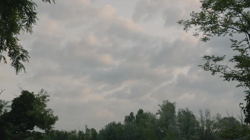 Forest of trees on a cloudy day