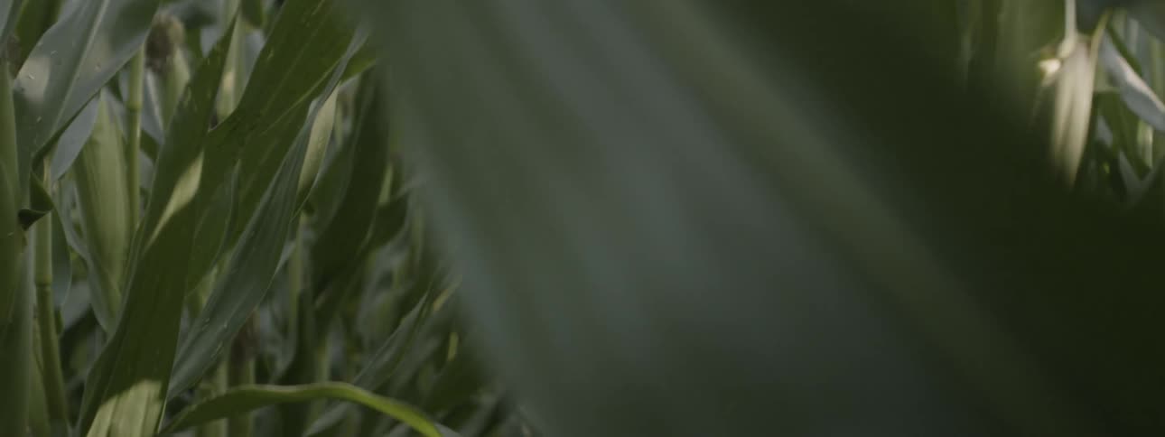 Person walks through a cornfield