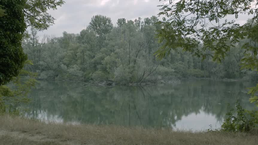 A still lake in a forest