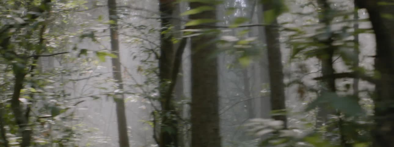 Mist floats around forest trees