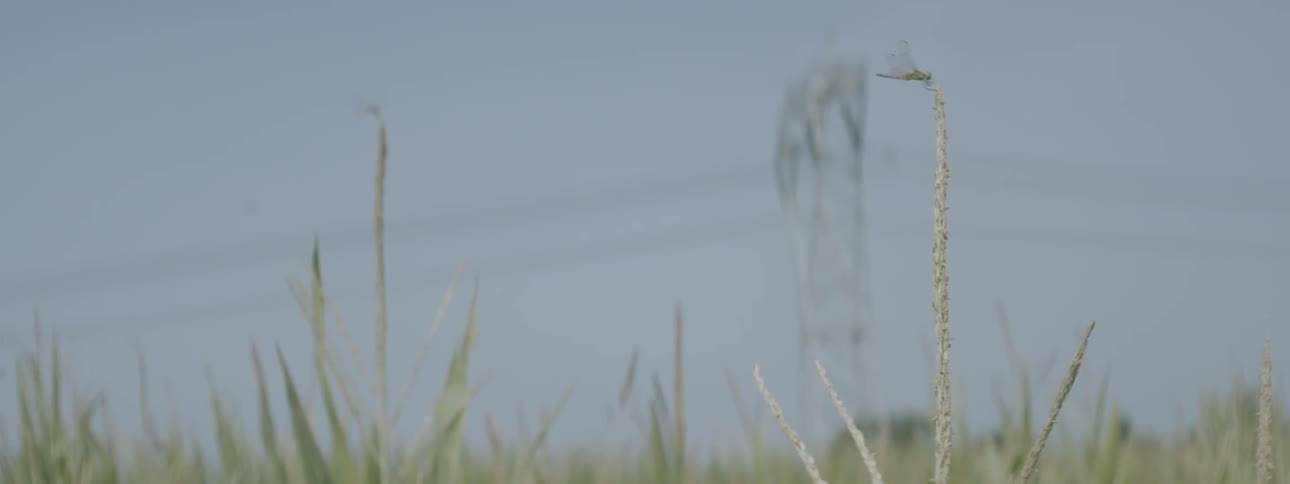 Wheat sways in a field