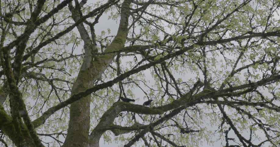 Birds perch in the branches of a large tree
